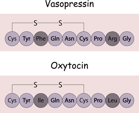 Structures of vasopressin (antidiuretic hormone) and oxytocin