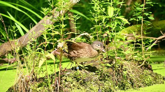 Female mandarin duck preening then standing on mossy pond islet