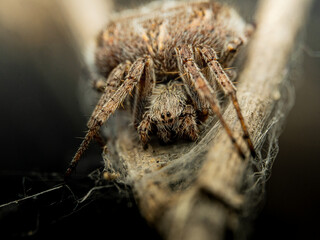 Araña al acecho en una flor seca silvestre © joseangel