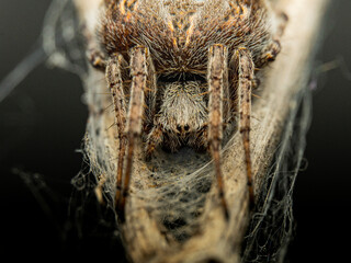 Araña en una flor seca © joseangel