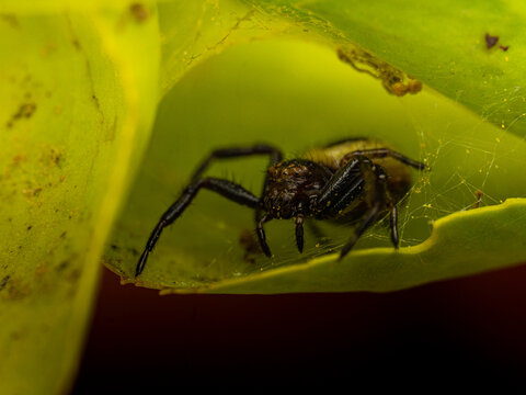 Ara&ntilde;a Napole&oacute;n en una flor