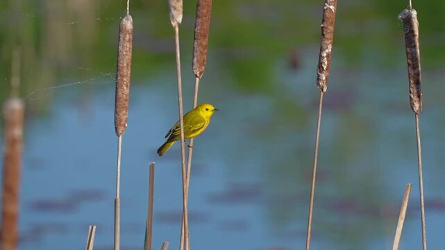 Close-up of a male Yellow Warbler climbing a cattail stalk before flying away.
