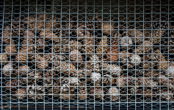 dried pine cone