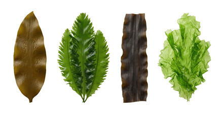 Assortment of fresh green and brown seaweeds isolated © PNG Lab