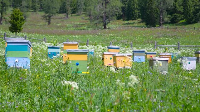 A cinematic wide shot with a camera moving forward through a dark wooden doorway to reveal a sunny mountain apiary with colorful beehives.