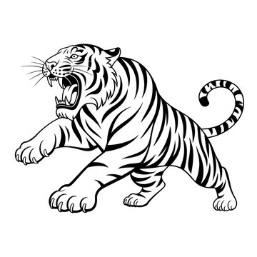 Aggressive tiger roaring with stripes in a black and white line art style isolated on white background
