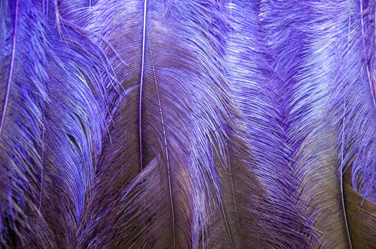 Close-up de penas coloridas usadas nos cocares e adere&ccedil;os do Caboclinhos, manifesta&ccedil;&atilde;o tradicional do carnaval de Pernambuco, destacando texturas, cores e identidade cultural.