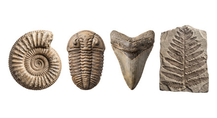 Collection of ancient prehistoric fossils and artifacts isolated © PNG Lab