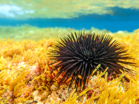 Black sea urchin under water in Mediterranean sea , Black and spiny Sea Urchins on the sea bed, Underwater Seas Urchins on a Rock, Close Up Underwater Urchin, Black undersea urchin (Arbacia lixula).