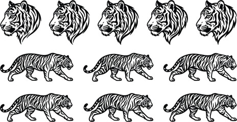 tiger vector illustration set with detailed black and white wild cat heads and walking animals isolated on plain white background  © MstMonjila