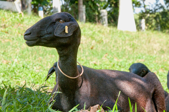 Rebanho de ovinos de pelagem preta em &aacute;rea de pastagem, destacando a cria&ccedil;&atilde;o de animais, a pecu&aacute;ria e a produ&ccedil;&atilde;o rural no campo brasileiro.
