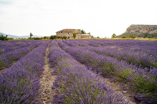 Lavender fields in southern Spain