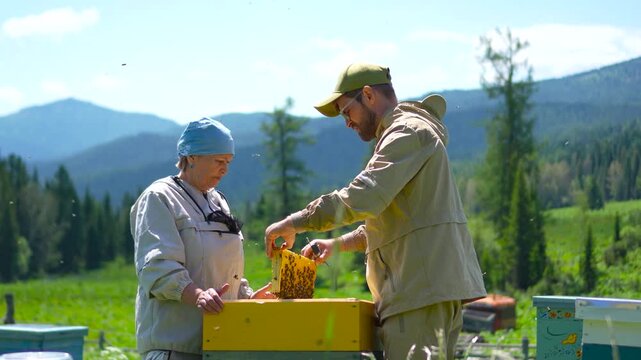 A cinematic close-up shot of two professional beekeepers inspecting a fresh honeycomb frame full of honey bees at a mountain apiary.