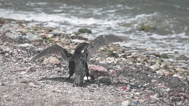 A wild cormorant desperately struggles on a rocky shoreline after becoming entangled in discarded fishing line.