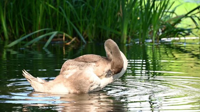 Young swan preening and dipping head in reed lined pond