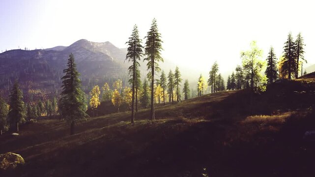 Minimalist ridge silhouette with soft golden backlight and long shadows, sparse pines punctuate rolling landscape, understated composition perfect for calming