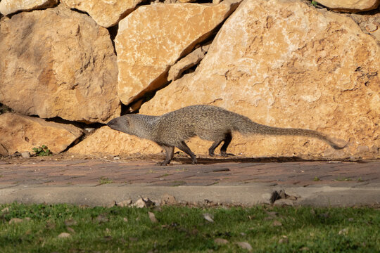 A Mongoose in a Park