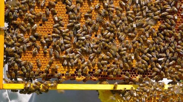 A cinematic close-up shot of an organic honeycomb frame held in the air, showing a perfect natural hexagon pattern and liquid raw honey.
