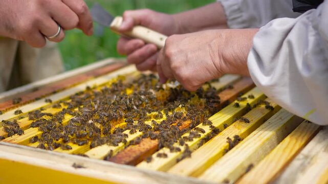 A cinematic close-up shot of a beekeeper's hand using a traditional hive tool scraper to clean and manage frames inside an open wooden beehive box.