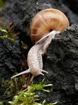 Helix pomatia. A snail with a brown shell is crawling on a dark, mossy rock. The snail's body is light colored and extends down from its shell.