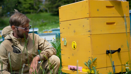 A detailed close-up shot of a focused male beekeeper squatting in the grass and inspecting the entrance of a bright yellow wooden beehive. © OlTarakanov