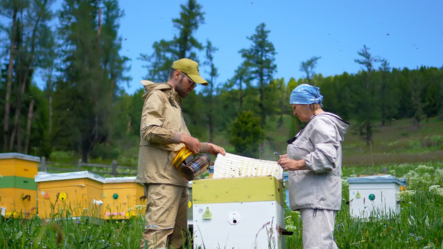 A detailed medium landscape view of a male and female apiarists utilizing a bee smoker tool over an open wooden beehive box on a mountain meadow. 