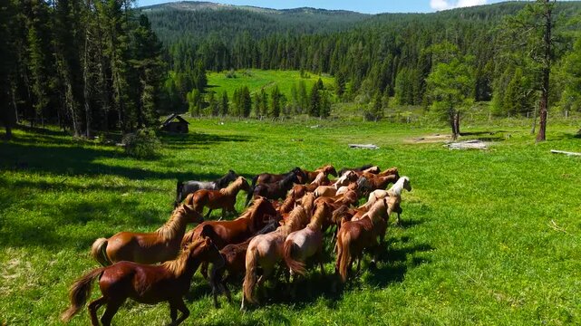 A cinematic wide high-angle drone shot tracking a beautiful herd of domestic horses moving together on a vibrant green pasture near a forest.