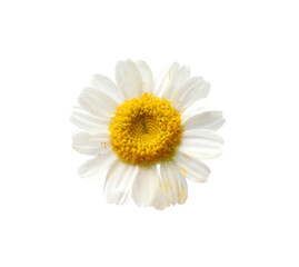 Fototapeta premium One beautiful chamomile flower isolated on white, top view