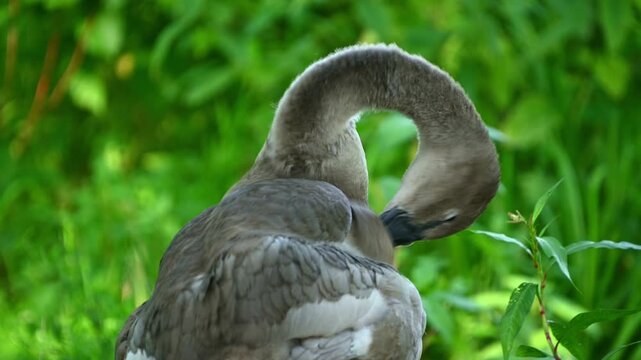 Young swan preening on grassy bank in green foliage