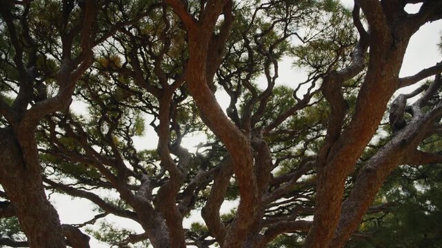 Twisted branches of a large tree against a bright sky