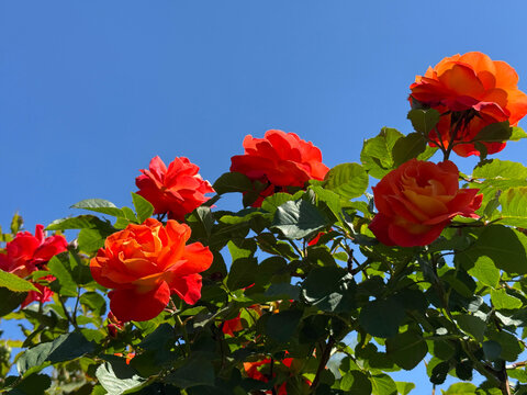 Bright red orange roses against sky