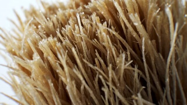 Miswak natural toothbrush bristles in macro on white background