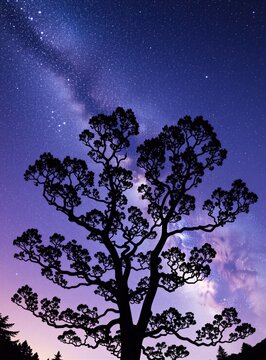 Silhouette of big tree against night sky full of stars. Milky Way galaxy shines above dark forest foliage. Cosmic view with bright constellations over natural woodland environment. Calm outdoor scene