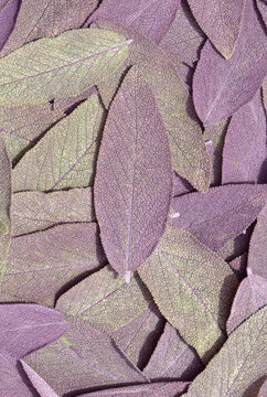 Freshly picked pile of organic purple sage leaves grown in a garden  background backdrop. Grow your own food concept.