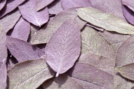 Freshly picked pile of organic purple sage leaves grown in a garden  background backdrop. Grow your own food concept.