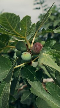 Ripe and unripe figs growing on a tree branch with green leaves swaying in the garden under a bright summer sky