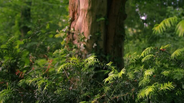 Pine leaves with old tree trunk in forest