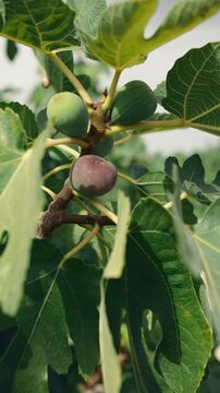 Fresh ripe figs and green leaves on a tree branch in a sunny orchard garden during summer harvest