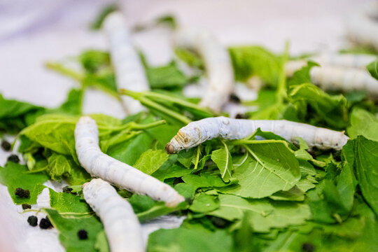 Close up of Creamy white silkworm caterpillars rest and crawl across fresh green mulberry leaves