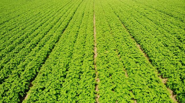 Rows of Potato plants fields in farmland countryside 