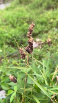 Close-up of dried sandbur grass seeds in a green field