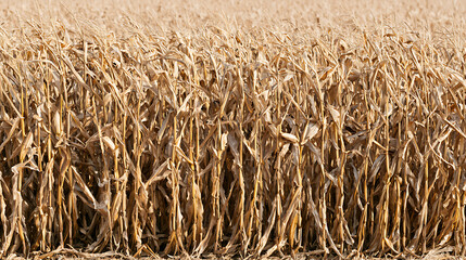 Fototapeta premium Vast expanse of sun-dried maize stalks and leaves in an agricultural field, ready for harvest, depicting rural farm life and harvest season