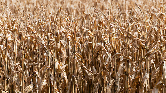 Dry field of golden corn stalks under warm sunlight, showing a harvest-ready crop, agricultural abundance, and natural textures in autumn