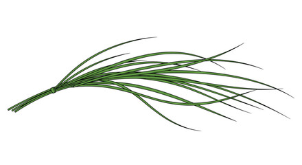 Fototapeta premium Hand drawn bundle of long green grass or chives with a tie for nature cooking or gardening illustration.
