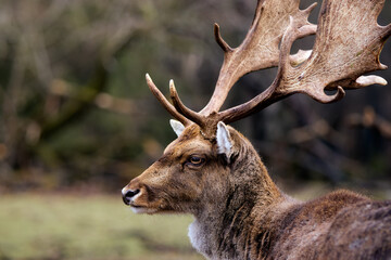 Majestic mule deer buck with large branching antlers in natural woodland setting, profile view showing impressive rack. © paws and prints