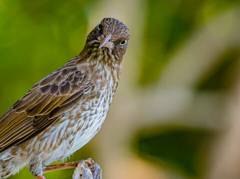 Beady-eyed look from a Pearly-eyed Thrasher on the island of st John, USVI