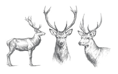 Obraz premium Vintage red deer collection with standing and head portrait poses in hand drawn sketch illustration.