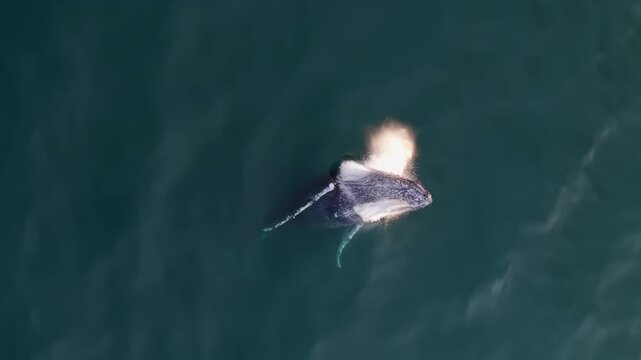 Top-down drone view of a humpback whale breaching the ocean surface, leaping high out of the water before crashing back down in a powerful splash, surrounded by deep blue sea and white soft foam below