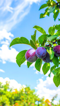 Reife Pflaumen h&auml;ngen am Pflaumenbaum im sonnigen Garten vor blauem Himmel