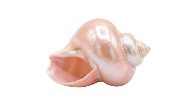 Beautiful pink conch shell isolated on transparent background